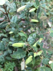 Correa reflexa lobata