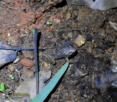 Arthroleptis xenodactyloides