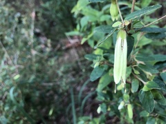 Correa reflexa lobata