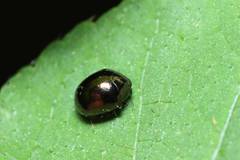 Oomorphoides cupreatus