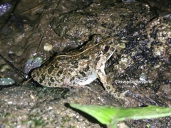 Fejervarya limnocharis