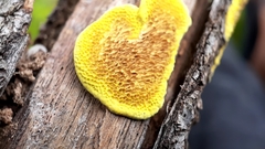 Steccherinaceae