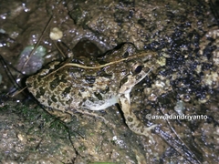 Fejervarya limnocharis