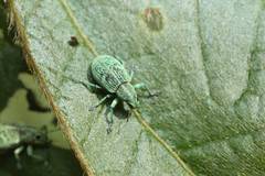 Eugnathus distinctus