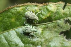 Eugnathus distinctus