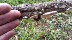 Steccherinaceae