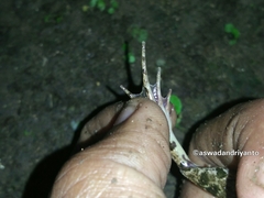 Fejervarya limnocharis