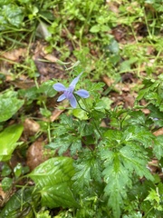 Delphinium anthriscifolium