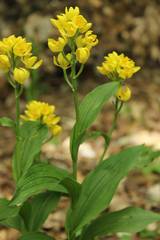 Cephalanthera falcata