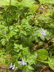 Delphinium anthriscifolium