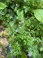 Delphinium anthriscifolium