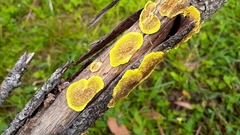 Steccherinaceae