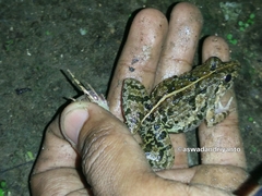 Fejervarya limnocharis