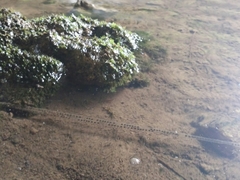 Duttaphrynus melanostictus