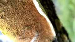 Steccherinaceae