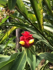 Costus barbatus
