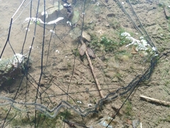 Duttaphrynus melanostictus