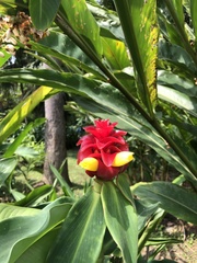 Costus barbatus
