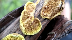 Steccherinaceae