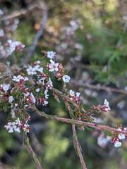 Leucopogon glacialis
