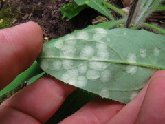 Entyloma