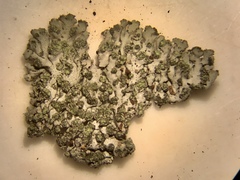 Phaeophyscia insignis