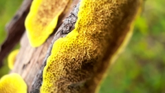 Steccherinaceae