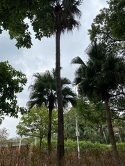 Livistona chinensis