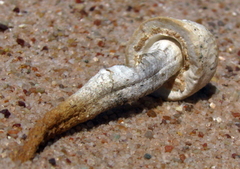 Agaricus deserticola