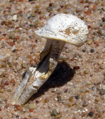 Agaricus deserticola