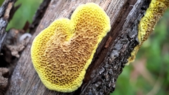 Steccherinaceae