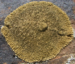 Lobothallia alphoplaca