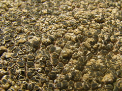 Lobothallia alphoplaca