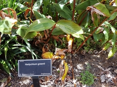 Hedychium greenii