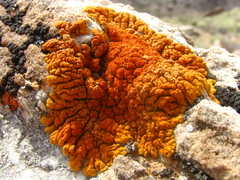 Xanthomendoza trachyphylla