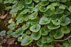 Asarum caucasicum