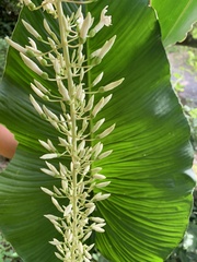 Alpinia cumingii