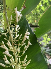 Alpinia cumingii