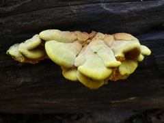 Tapinellaceae
