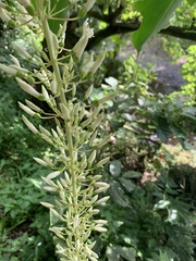 Alpinia cumingii