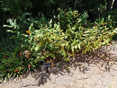 Hedychium greenii