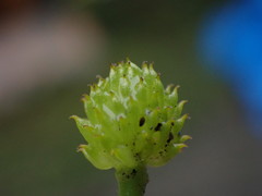 Ranunculus silerifolius