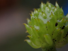 Ranunculus silerifolius