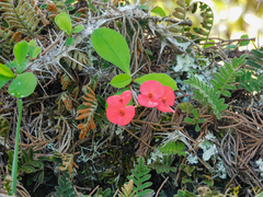 Image of Euphorbia milii