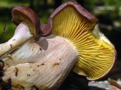 Calocybe onychina