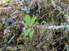 Euphorbia milii