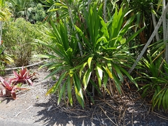 Cordyline obtecta