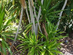 Cordyline obtecta