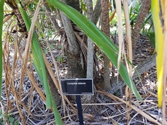 Cordyline obtecta