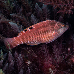 Pseudolabrus luculentus